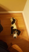 Toby  AKA Dr. Pepper.....NY