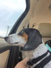 Toby  AKA Dr. Pepper.....NY