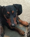 Buster #1....TN