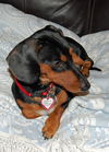 Buster #1....TN
