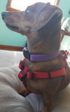 Buddy #16.....TN