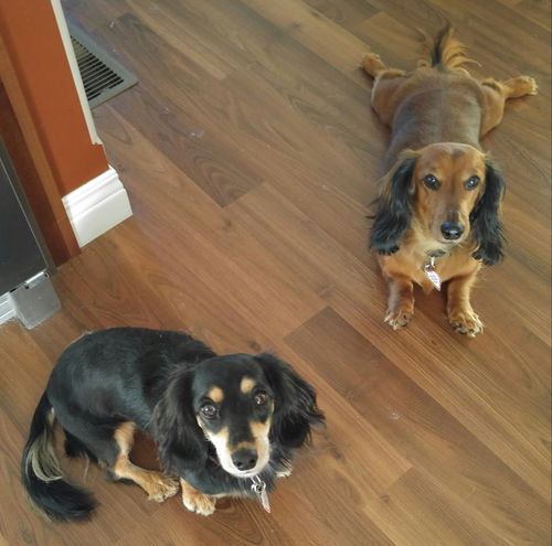 Duke and Lily.....NY (Bonded Pair)