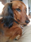Duke and Lily.....NY (Bonded Pair)