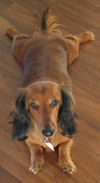 Duke and Lily.....NY (Bonded Pair)