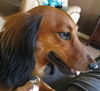 Duke and Lily.....NY (Bonded Pair)