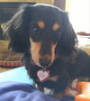 Duke and Lily.....NY (Bonded Pair)