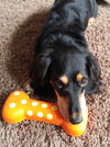 Duke and Lily.....NY (Bonded Pair)