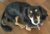 Duke and Lily.....NY (Bonded Pair)