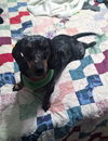 Izzie.....TN