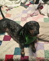 Izzie.....TN