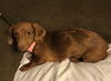 Mollie #3.....NY