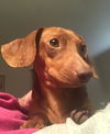 Mollie #3.....NY
