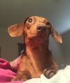 Mollie #3.....NY