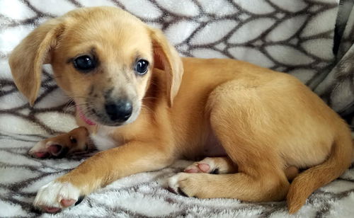 Julie #2.....TN(Bonded to Abby #6)