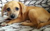 Julie #2.....TN(Bonded to Abby #6)