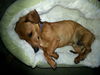 Bradley #2.....WI