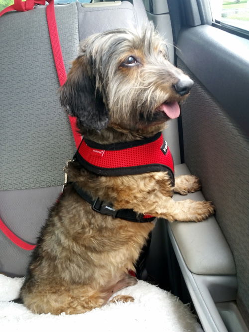 Oskar aka Barkley