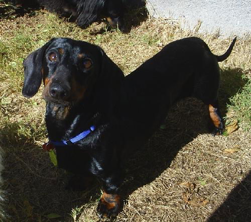 TOBY..AZ
