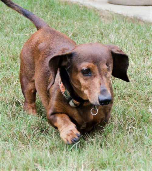 Opie aka Odie in IL