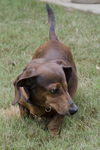 Opie aka Odie in IL