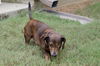 Opie aka Odie in IL