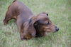 Opie aka Odie in IL