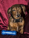 Opie aka Odie in IL