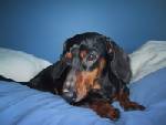 AUGGIE...NH
