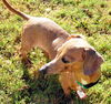 Lucy #13 in CO (Dachshund Wanna Be)