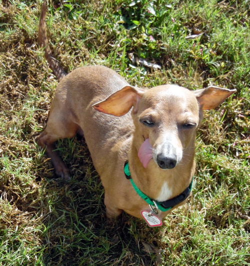 Lucy #13 in CO (Dachshund Wanna Be)