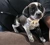 Trixie #3 in OH (Dachshund mix)
