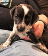 Trixie #3 in OH (Dachshund mix)
