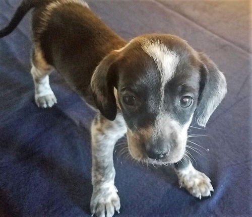 Trixie #3 in OH (Dachshund mix)