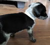 Trixie #3 in OH (Dachshund mix)