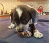 Trixie #3 in OH (Dachshund mix)
