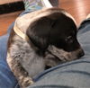 Trixie #3 in OH (Dachshund mix)