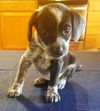 Trixie #3 in OH (Dachshund mix)
