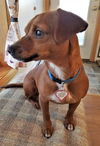 Liberty in VT (Dachshund/Miniature Pinscher mix)