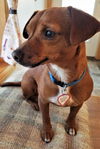 Liberty in VT (Dachshund/Miniature Pinscher mix)