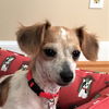 Toby #13 in SC (Dachshund/Chihuahua mix)