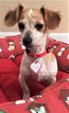 Toby #13 in SC (Dachshund/Chihuahua mix)