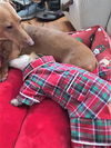 Toby #13 in SC (Dachshund/Chihuahua mix)