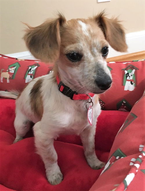 Toby #13 in SC (Dachshund/Chihuahua mix)