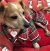 Toby #13 in SC (Dachshund/Chihuahua mix)