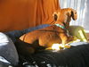 Oscar in NC