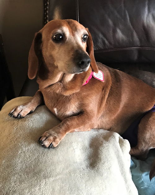 Tootsie in KY
