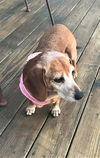 Tootsie in KY