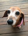 Tootsie in KY
