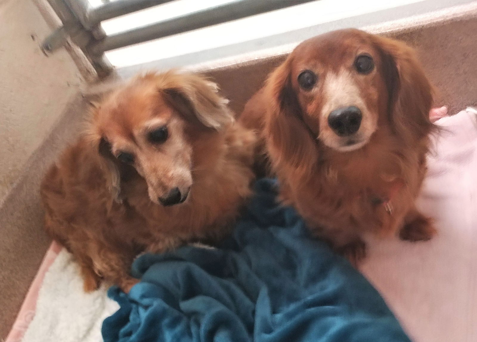 Senior dachshunds 2024 for adoption