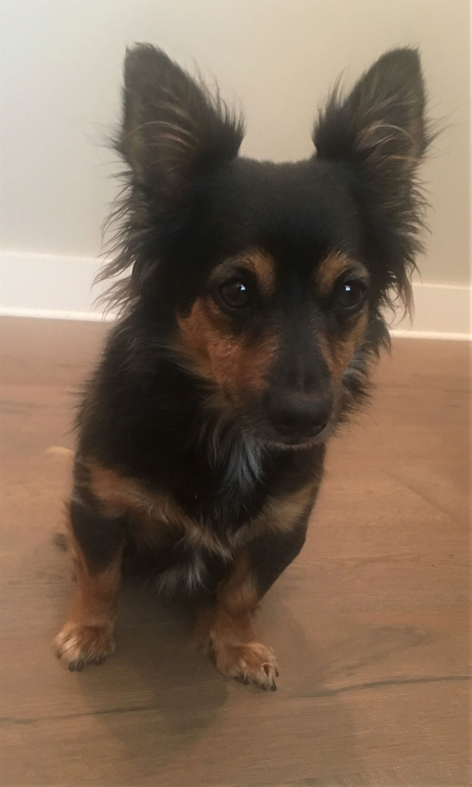 Dachshund mixed with store yorkie